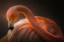 Flamingo von Michaela Pucher