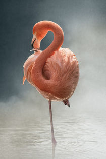 Flamingo von Michaela Pucher