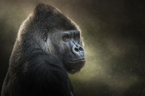 Gorilla von Michaela Pucher