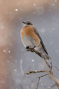 Western Bluebird in Winter by Jennifer Nelson