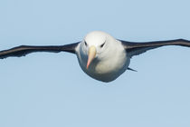 Black-browed Albatross by bia-birdimagency