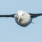 Bia108851-black-browed-albatross
