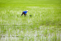 rice field by Ard Bodewes