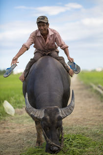 man on a buffel by Ard Bodewes