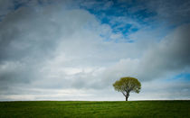 Einsamer Baum by Katrin Raabe