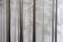 Nebelwald schwarz/weiss von Kerstin Stolzenhain