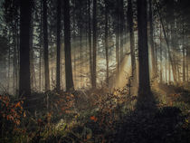 Wald I von Christine Horn