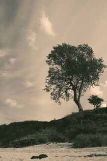 Tree by cinema4design