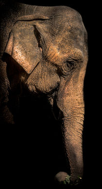 Elefant von Stephan Gehrlein