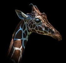 Giraffe by Stephan Gehrlein