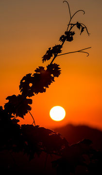 Sonnenuntergang in den Reben  by Stephan Gehrlein
