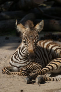 Kleines Zebra von Stephan Gehrlein