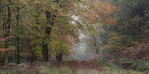 Autumn Walk by David Tinsley