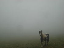 Aus dem Nebel ins Licht by Andrea Köhler