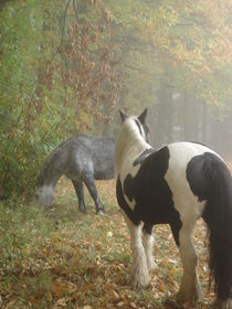Pferdezauber im Herbst by Andrea Köhler