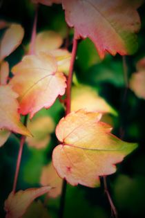 Autumn I by war-bryde