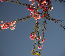 Cherry Blossom von Raquel Cáceres Melo