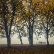 Herbstnebel am Bodensee von Christine Horn