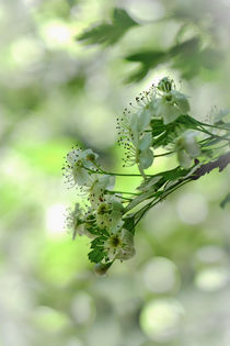 Weissdornblüte von elio-photoart