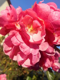 OMAMAMIA Rosenblüte im Oktober von rosenlady