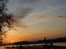 Goldener Oktober am Rheinufer von rosenlady