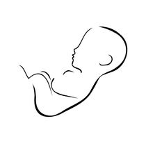 Development of a child in womb von Shawlin I