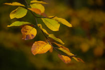 Herbstfarben von Jürgen Mayer