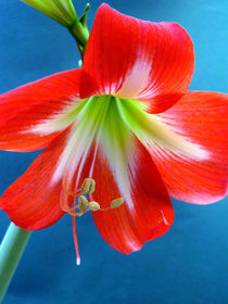 Rote Amaryllis-Blüte, Ritterstern, Makrofotografie, blossom of hippeastrum von Dagmar Laimgruber
