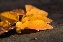 golden leafs by la-mola-lighthouse