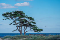 Baum am Strand von Manuel Wiemann