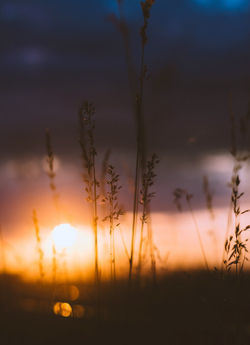 Sunset-grass