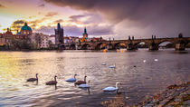 Swans under the Charles Bridge by Zoltan Duray
