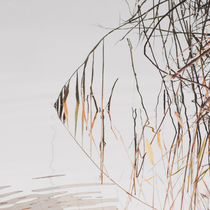 Reflected reeds von Andrei Grigorev
