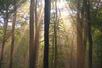 Licht im Herbstwald von Bernhard Kaiser