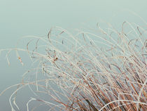 Grass by Andrei Grigorev