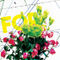 Postery-november-flower