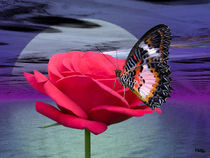 Schmetterling auf roter Rose von Norbert Hergl