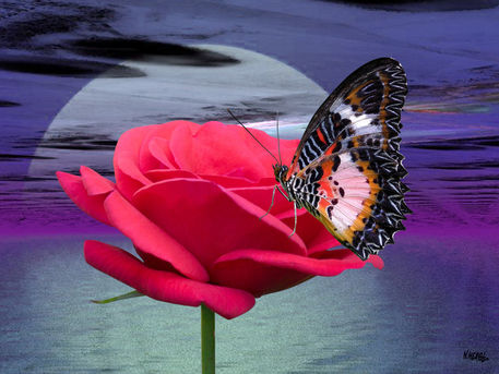 Schmetterling-auf-roter-rose