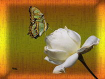 Schmetterling auf weißer Rose von Norbert Hergl