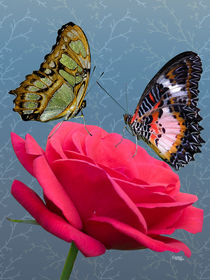 Schmetterlinge auf Rose von Norbert Hergl