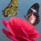 Schmetterlinge-auf-rose