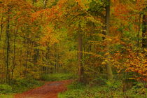 Herbstwald von maja-310