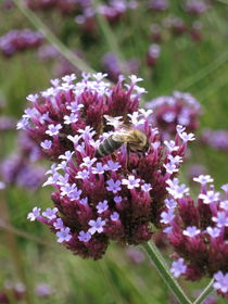 Biene auf der Blüte von yvi-mueller