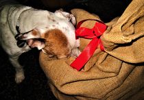 auch Hunde lieben Weihnachten und eine Bescherung ! by assy