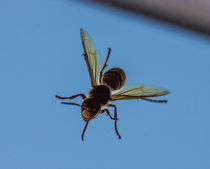 Wasp on attack von Raymond Zoller