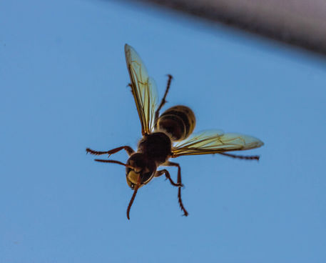 2017-08-09-17-00-wasp-on-attack