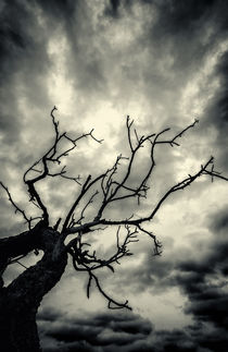 Dark Tree of Night by John Williams
