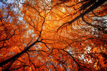 Autumn Spirit in Orange von John Williams
