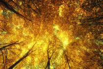 Autumn Fall Golden Rays by John Williams