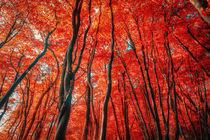 Red Forest of Sunlight von John Williams